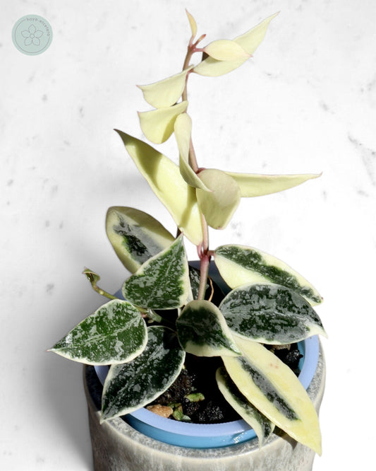 Hoya lacunosa 'Lumina'