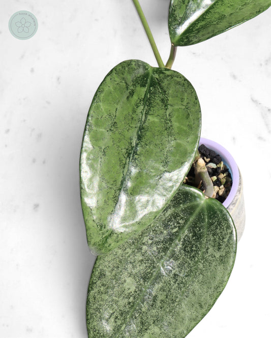 Hoya 'Rimba Perak' (silver)
