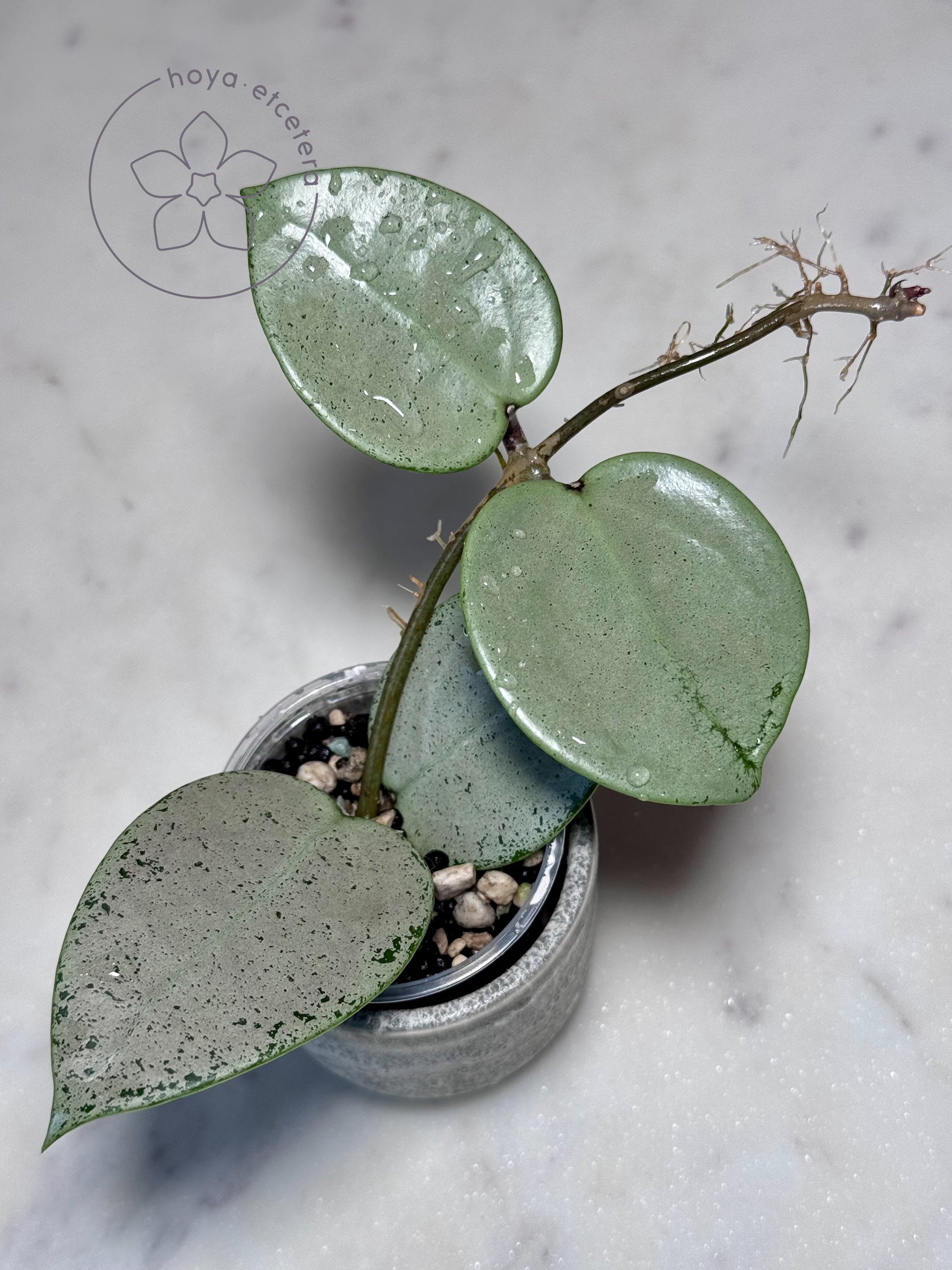 HOYA verticillata silver heart