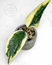 Load image into Gallery viewer, Hoya sp. Rangsan (albo splash)
