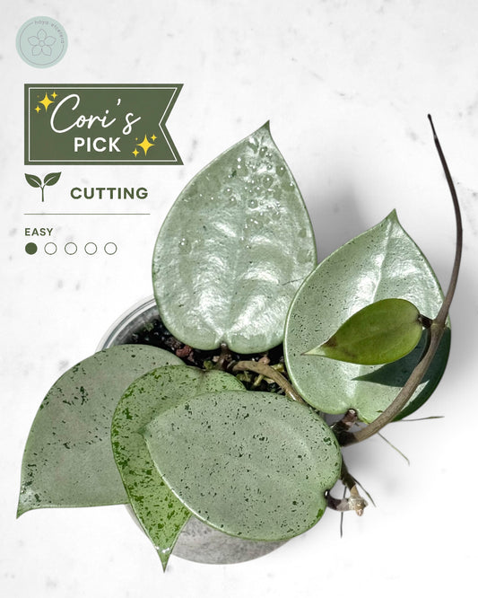 Hoya verticillata (silver heart)