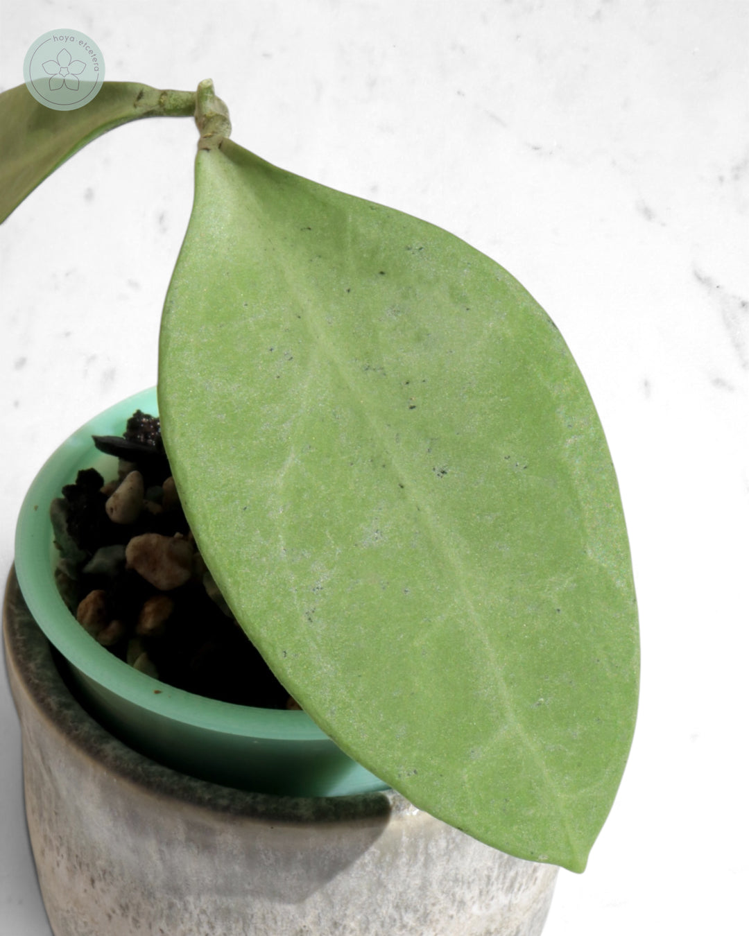 Hoya 'Eliora'
