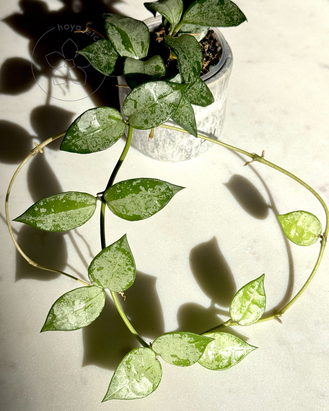 Hoya lacunosa (Green Edge)