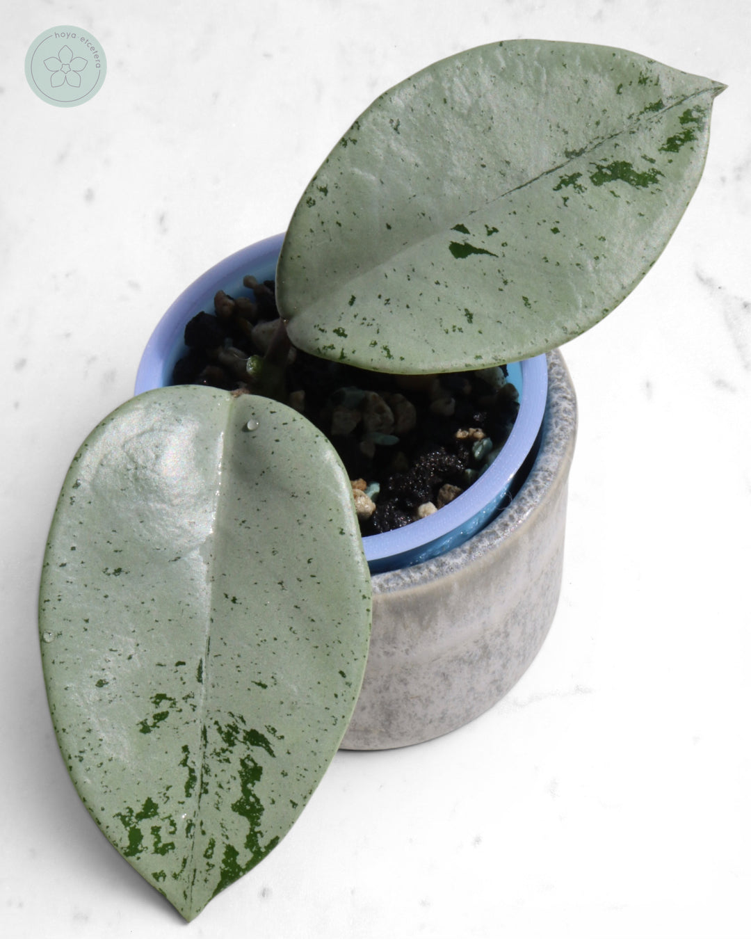Hoya 'Stardust' (silver) 🌱 cutting