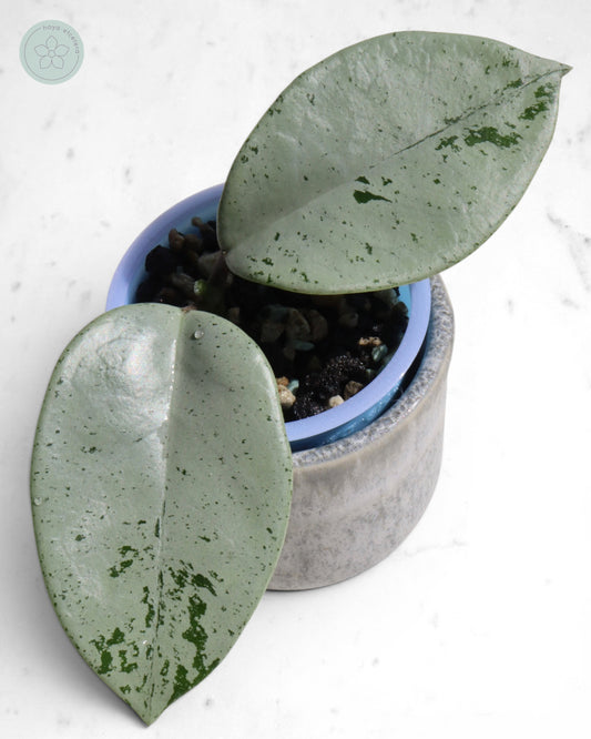Hoya 'Stardust' (silver) 🌱 cutting