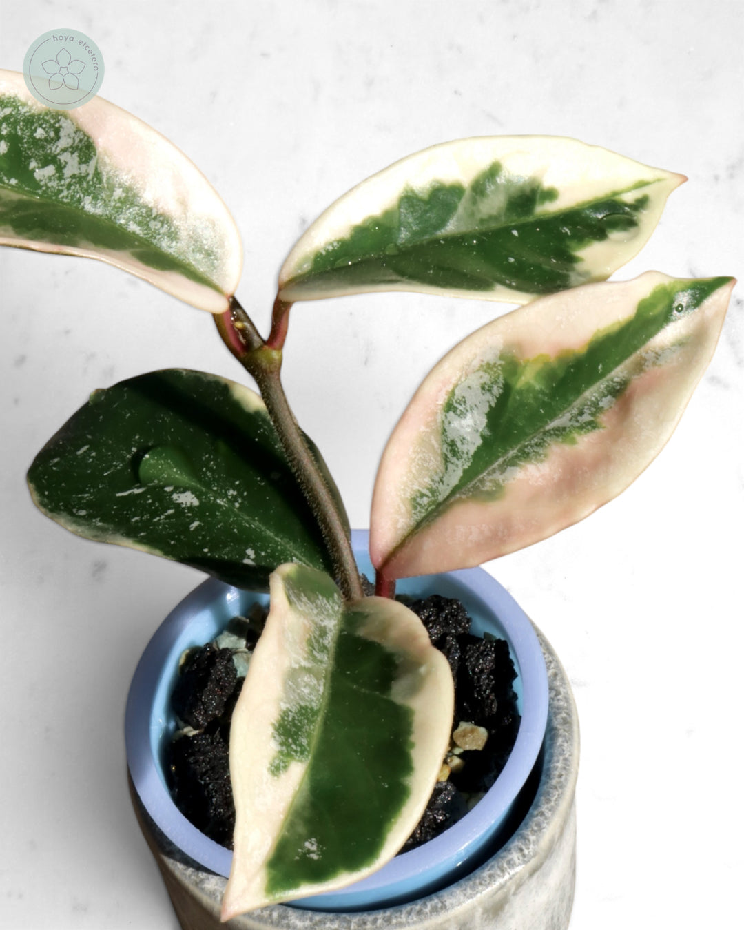 Hoya 'Krimson Queen' (splash)