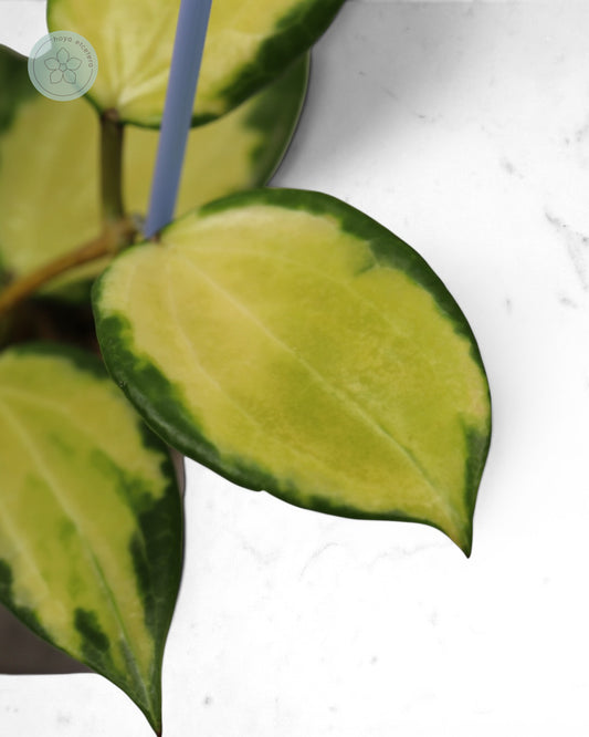 Hoya merrillii (variegated)