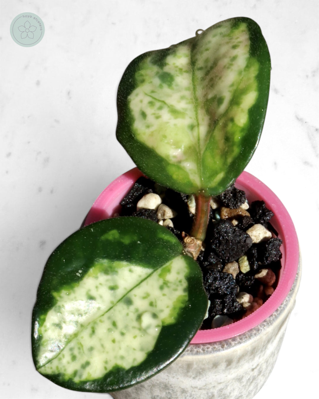 Hoya carnosa 'Madara' (Green Edge)