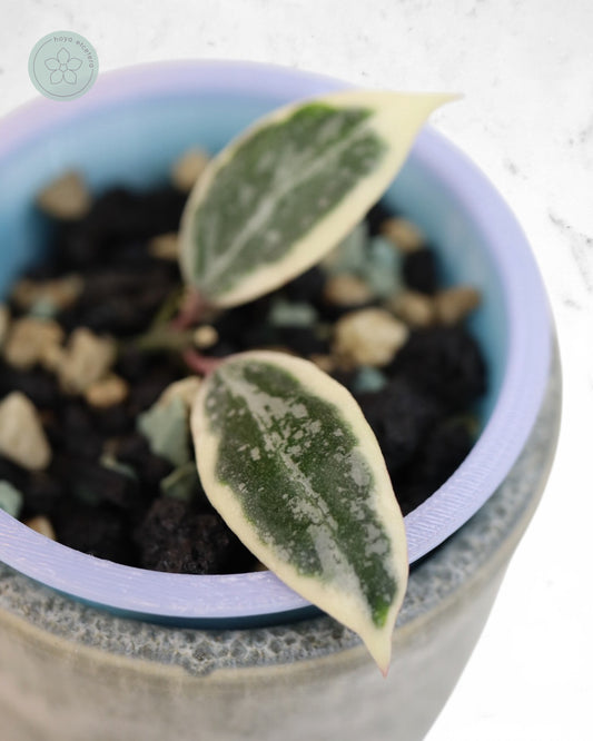 Hoya lacunosa 'Lumina'