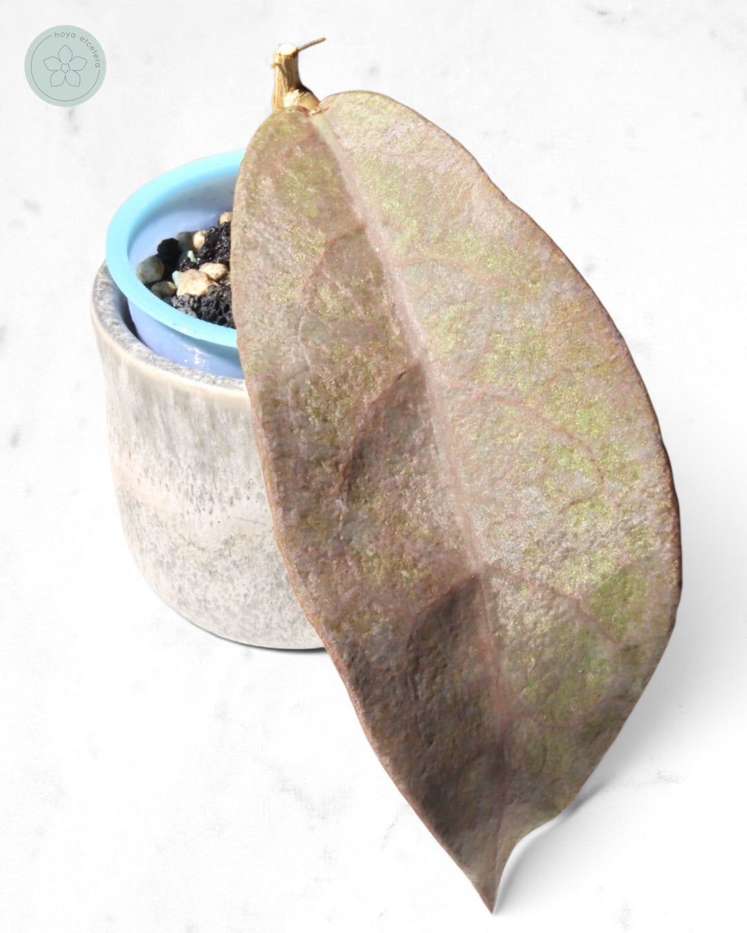 Hoya mitrata (Pearl Gold)