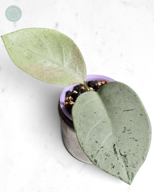 Hoya 'Stardust' (silver)