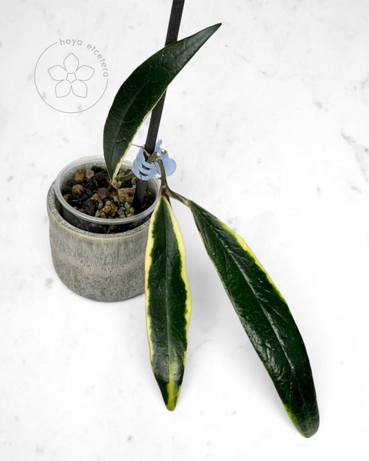 Hoya sulawesiana (albo)