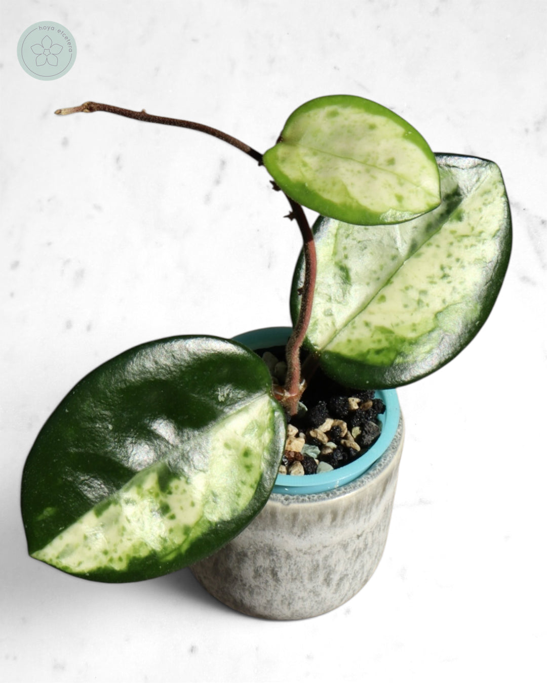 Hoya carnosa 'Madara' (Green Edge)