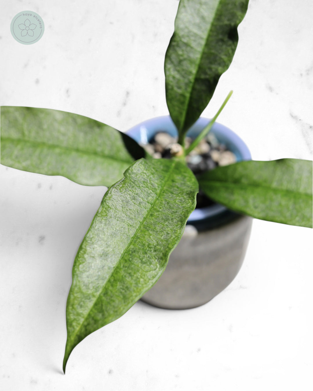 Hoya irisae (silver)