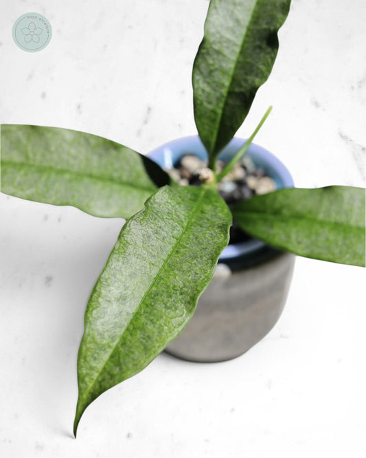 Hoya irisae (silver)