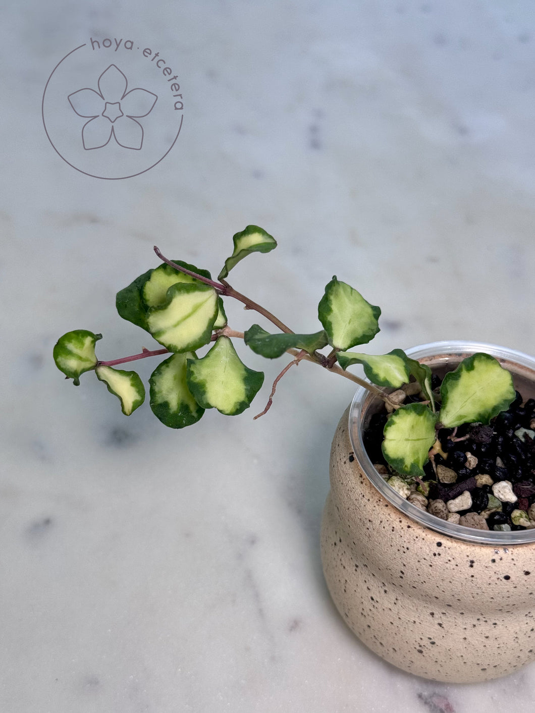 Hoya kanyakumariana (inner variegated)