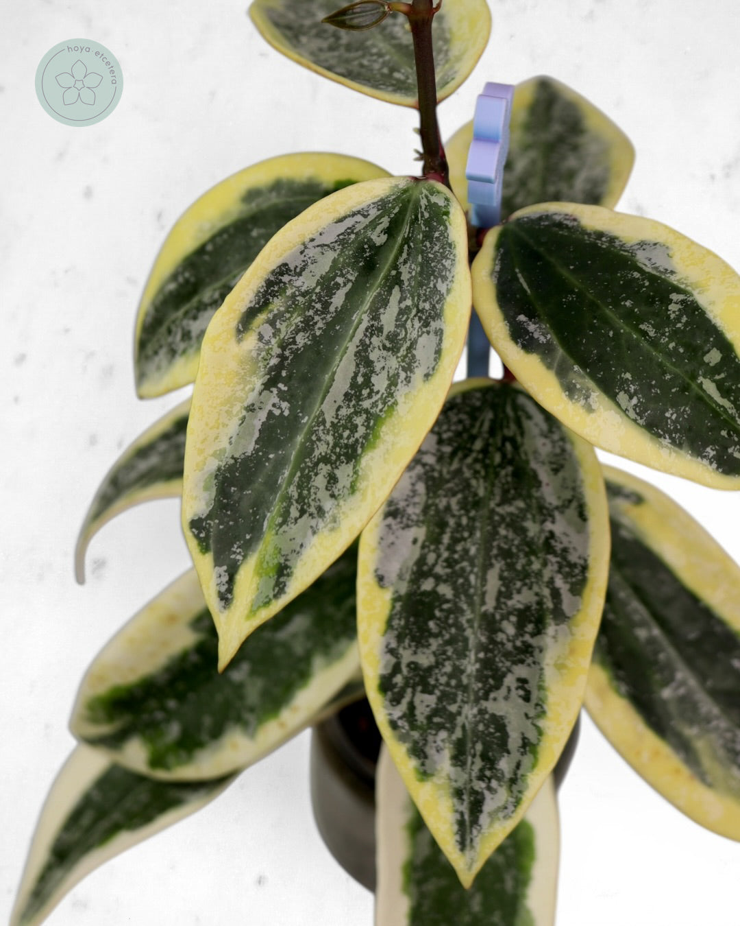 Hoya sp. Rangsan (albo splash)