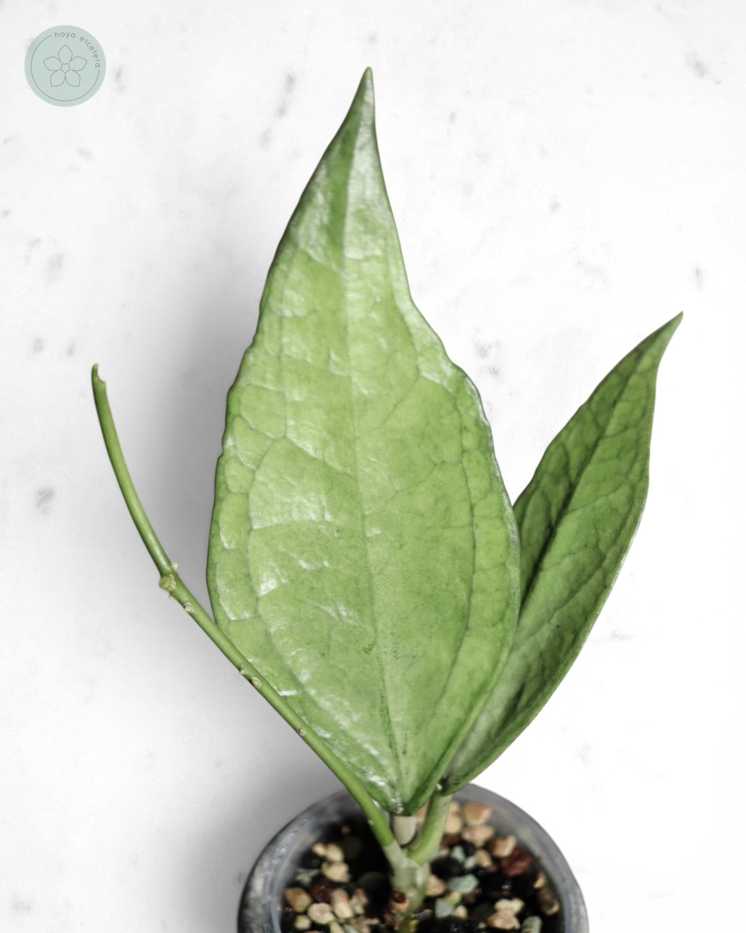 Hoya sp. Germany (silver)