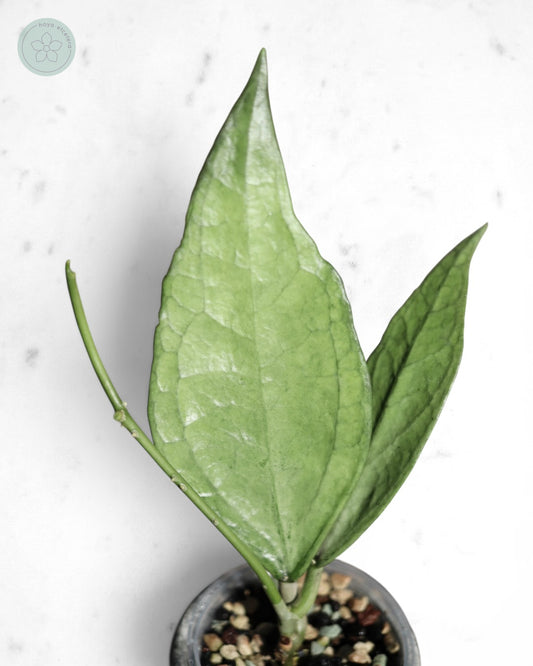 Hoya sp. Germany (silver)