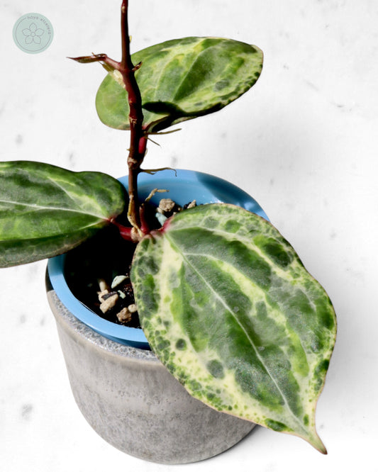 Hoya 'Swiffer’s Nightmare'