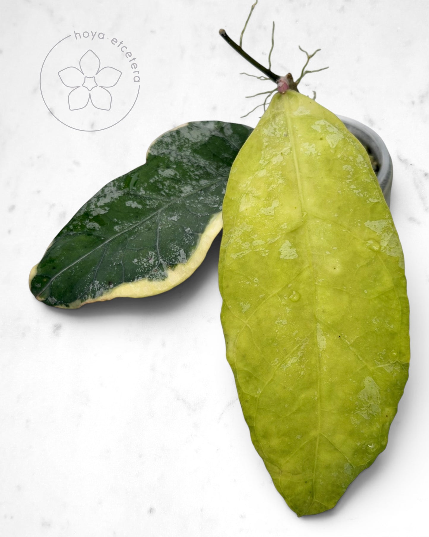 Hoya 'Teddy Bear' (albo)