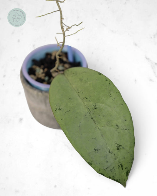 Hoya 'Emperor' (aff clemensiorum silver)