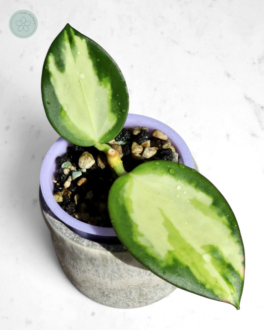 Hoya para (variegated)