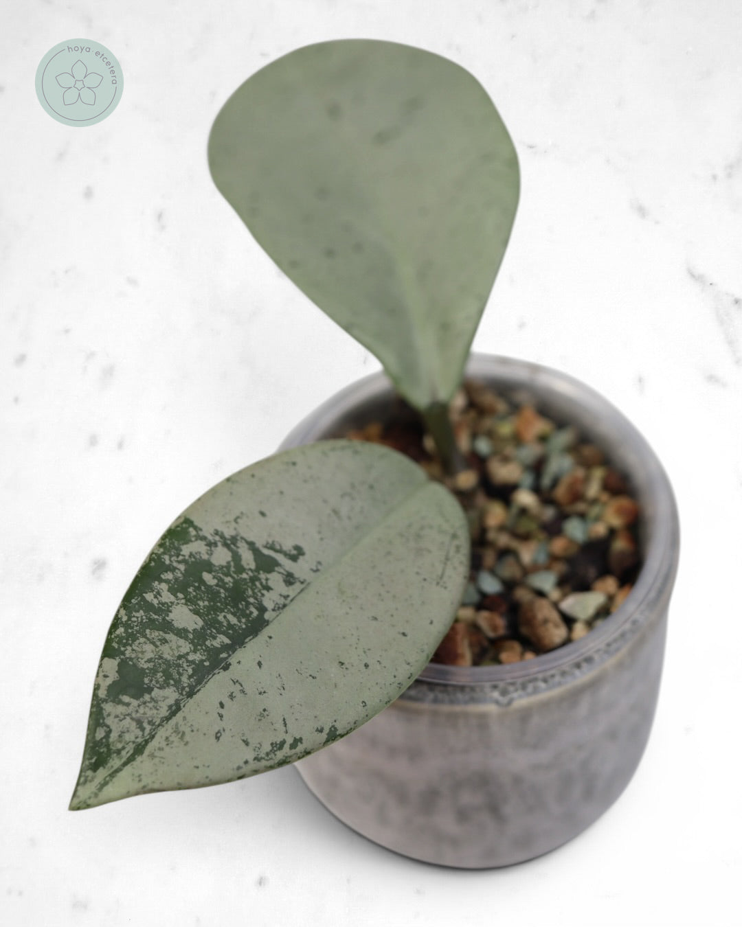 Hoya 'Stardust' (silver)
