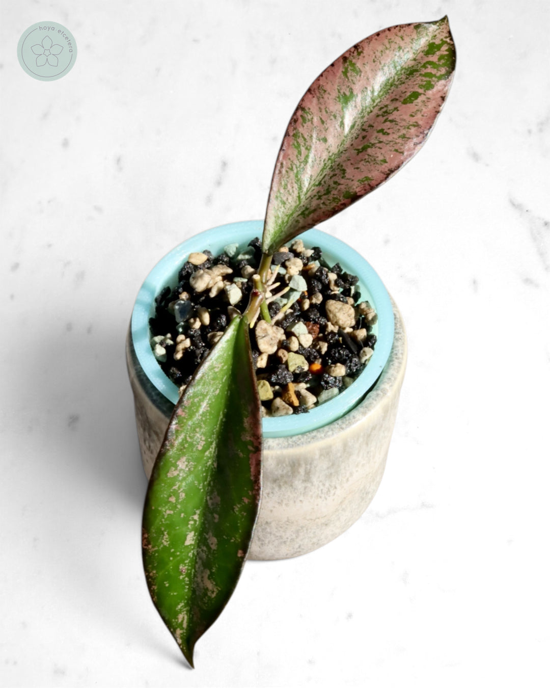 Hoya 'Argentella Luna'