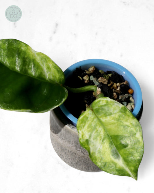 Hoya australis (peridot)