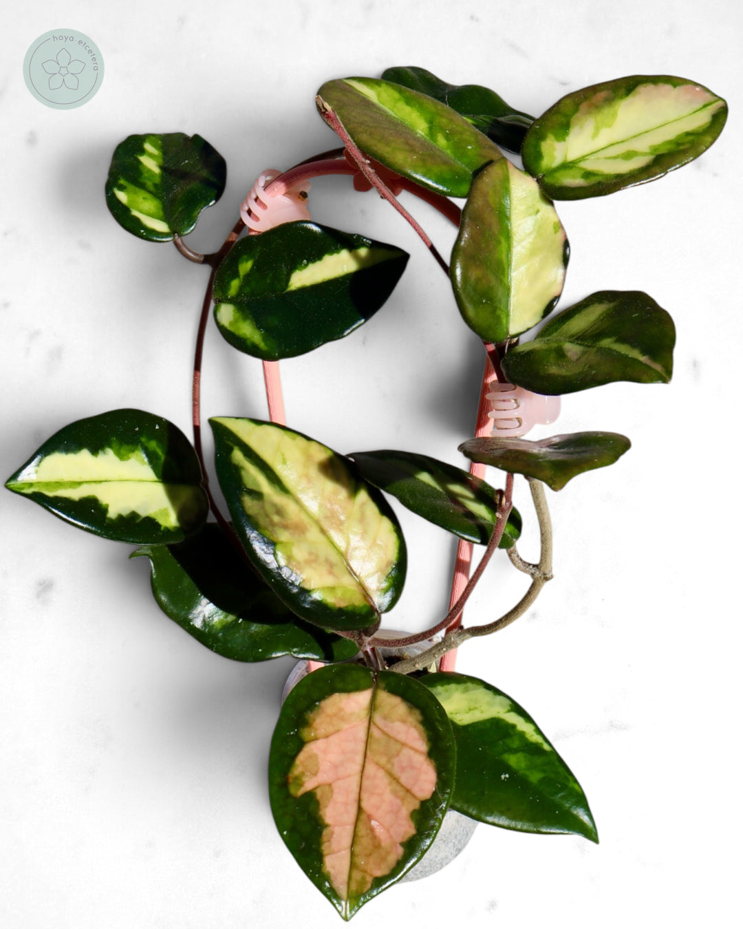 Hoya 'Momo'