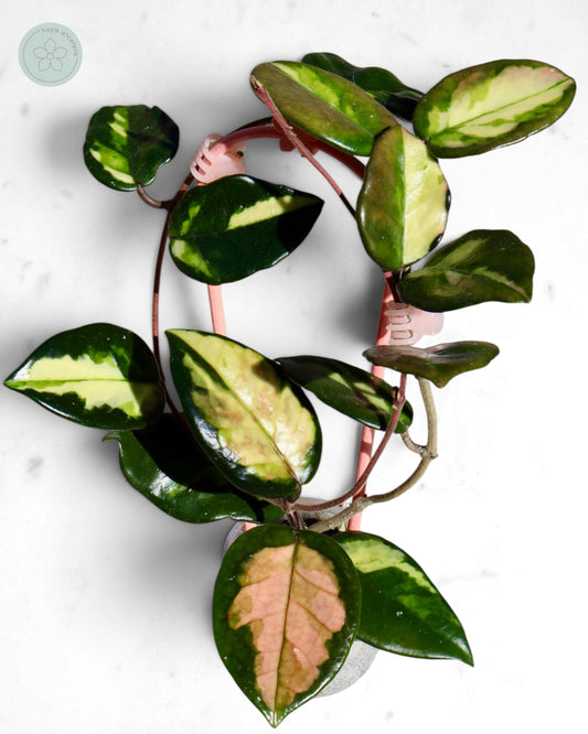 Hoya 'Momo'