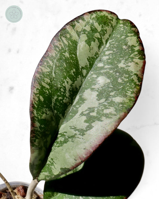 Hoya nervosa x 'Joy' (splash)