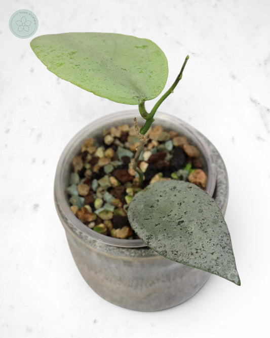 Hoya caudata 'Argene'