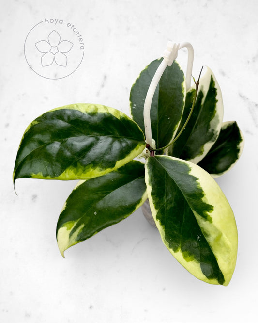Hoya ilagiorum (albo)