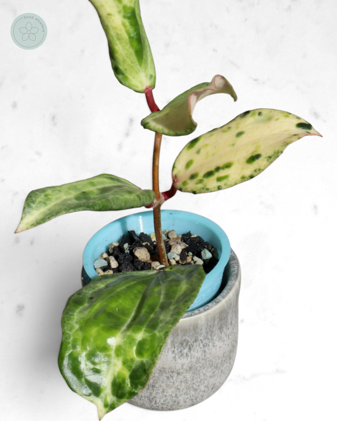 Hoya 'Crocodile'