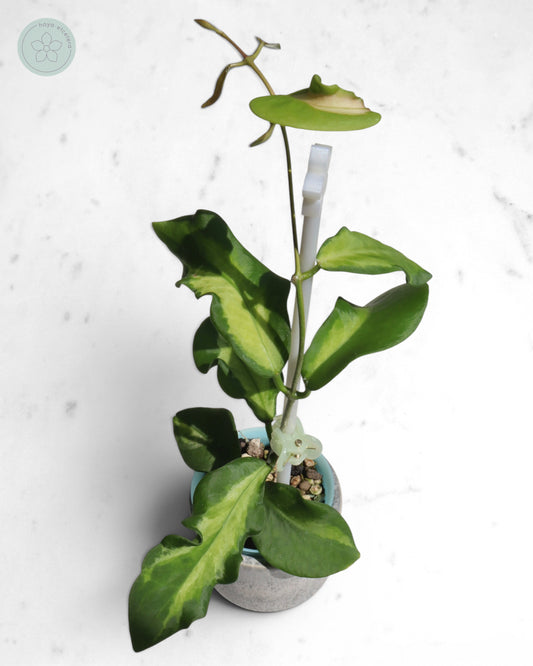 Hoya pimenteliana (variegated)