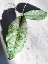 Load image into Gallery viewer, Hoya undulata (silver) 🌱 XXL cutting
