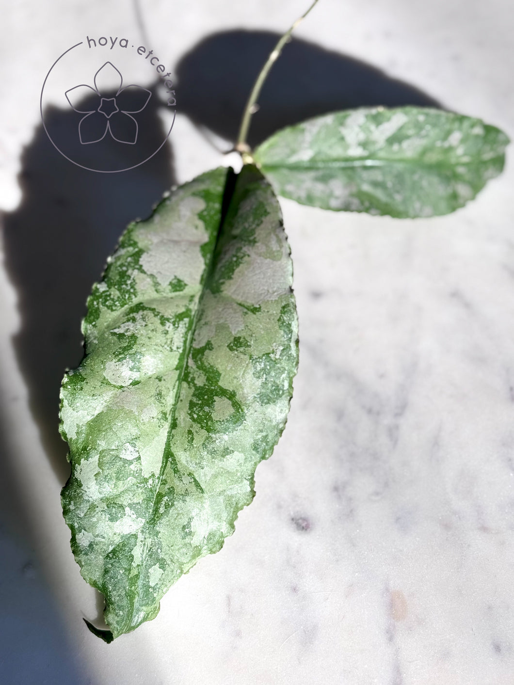 Hoya undulata (silver) 🌱 XXL cutting