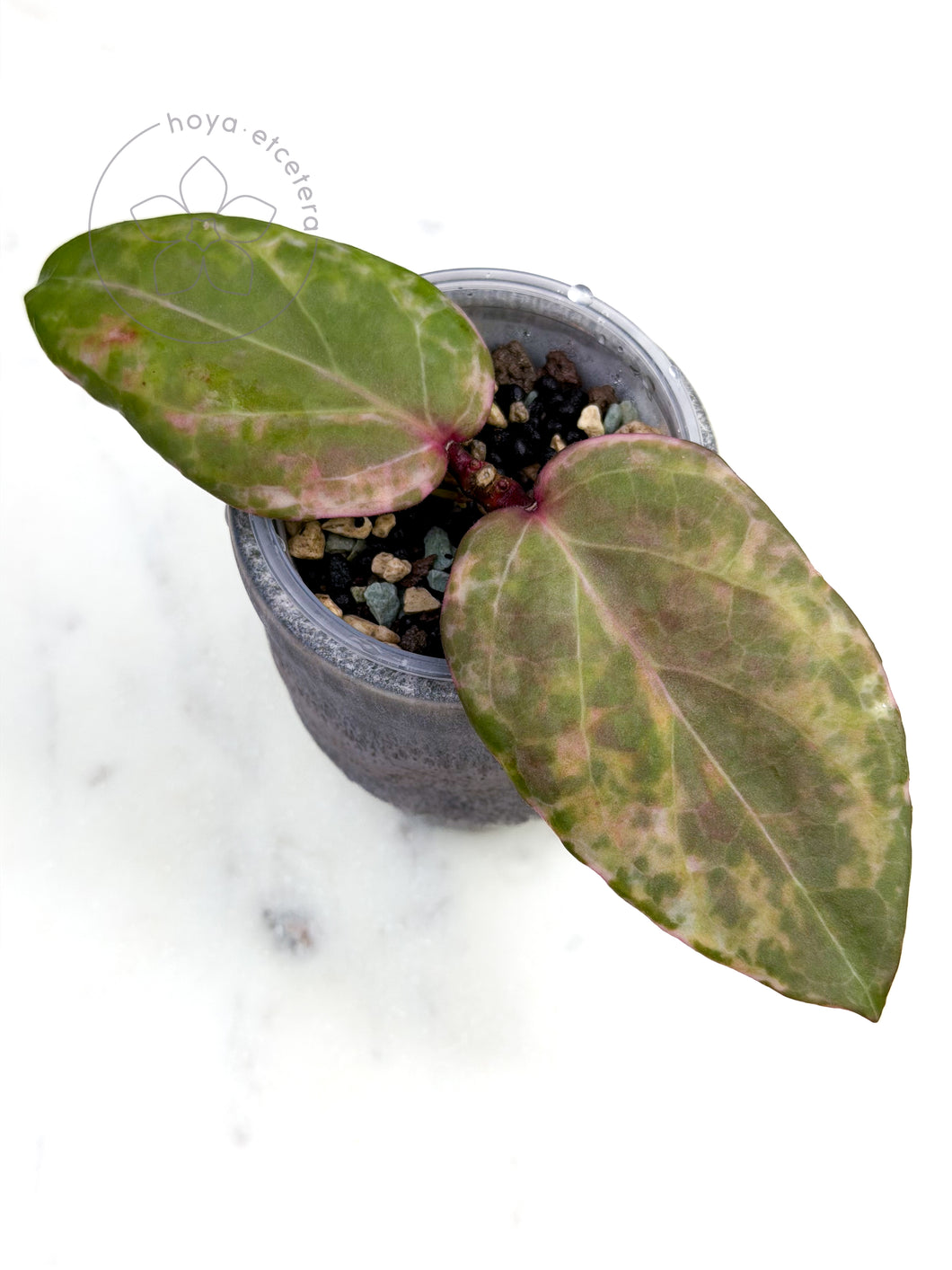 Hoya 'Swiffer’s Nightmare' 🦄