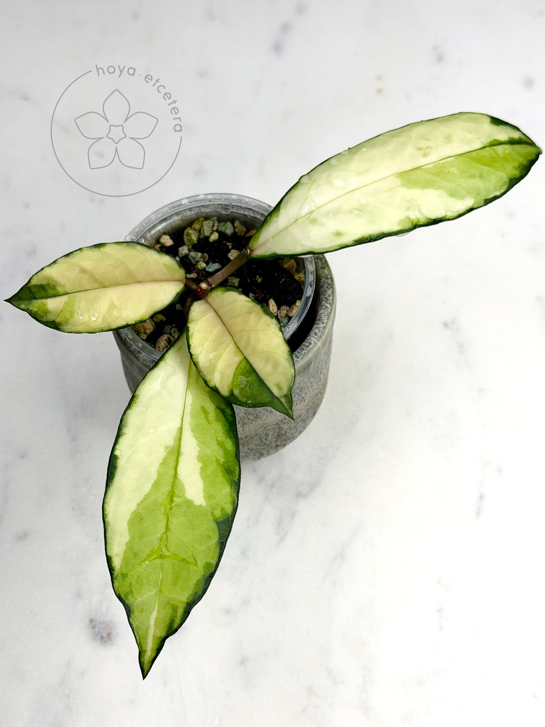 Hoya crassipetiolata (variegated)