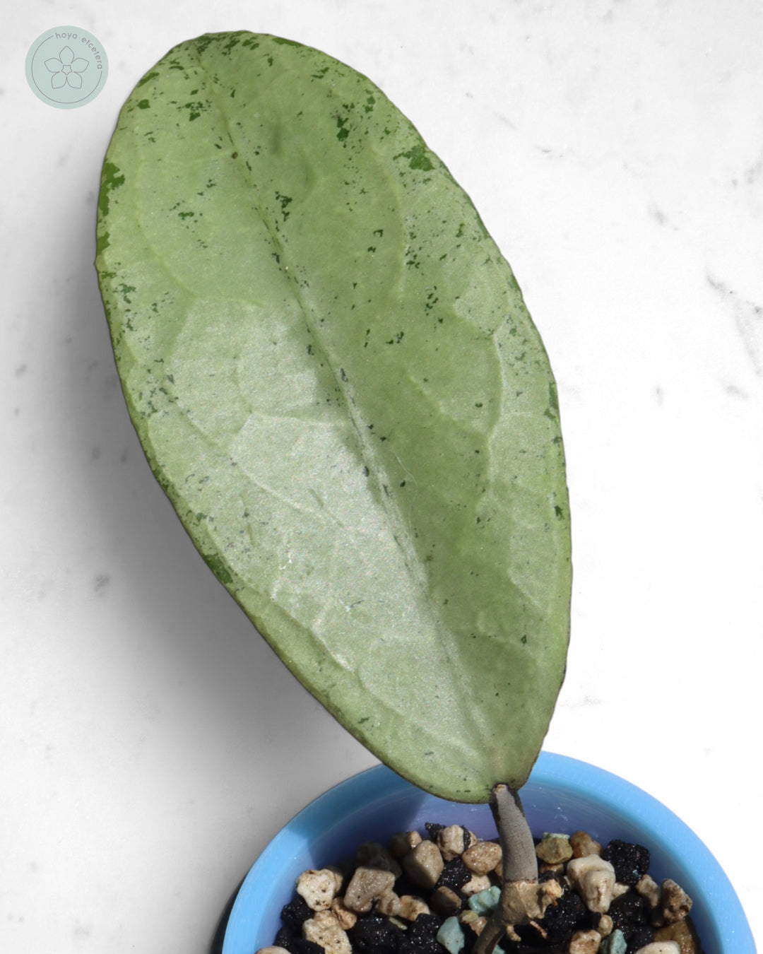 Hoya 'Emperor' (silver)