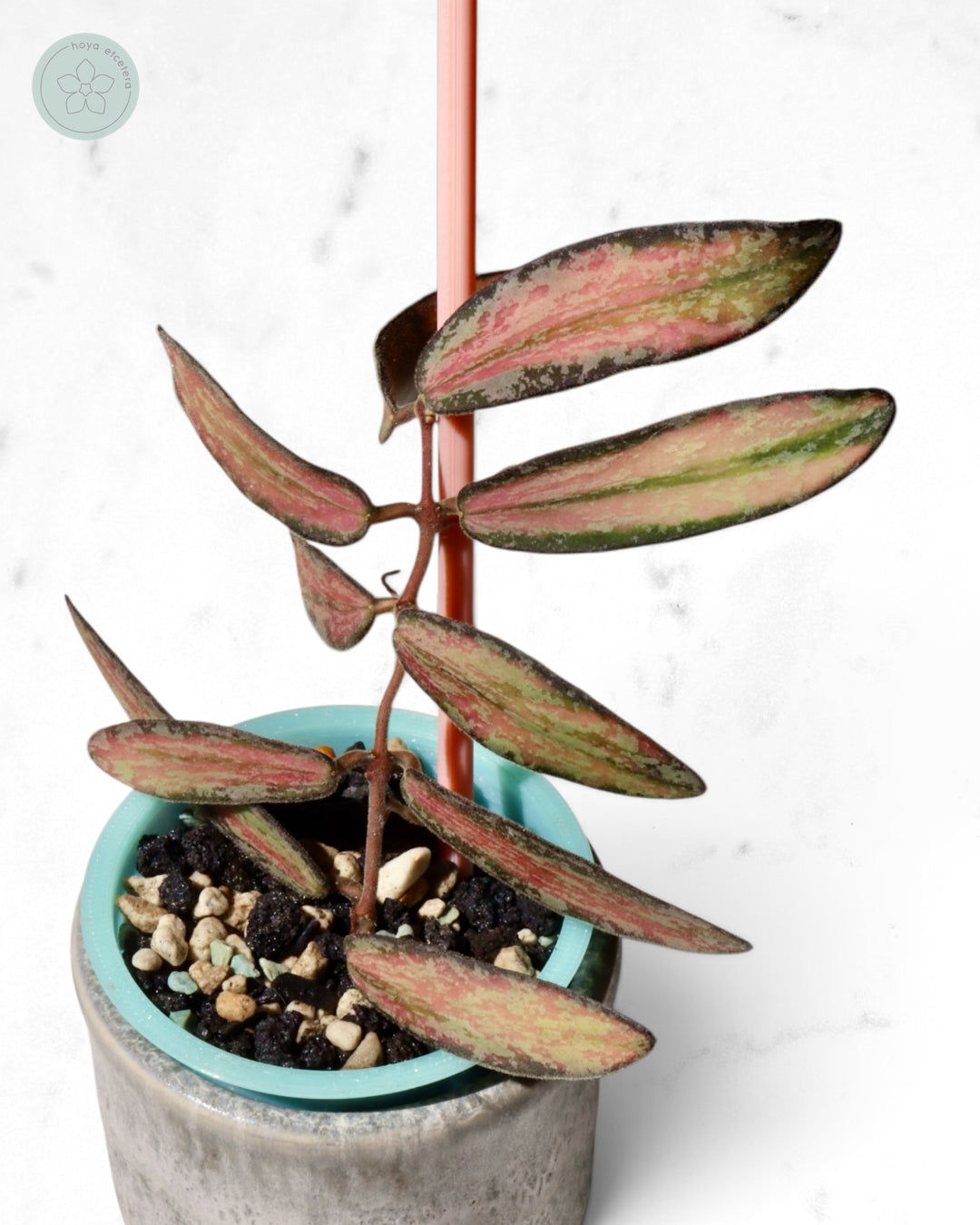 Hoya sigillatis (variegated splash)