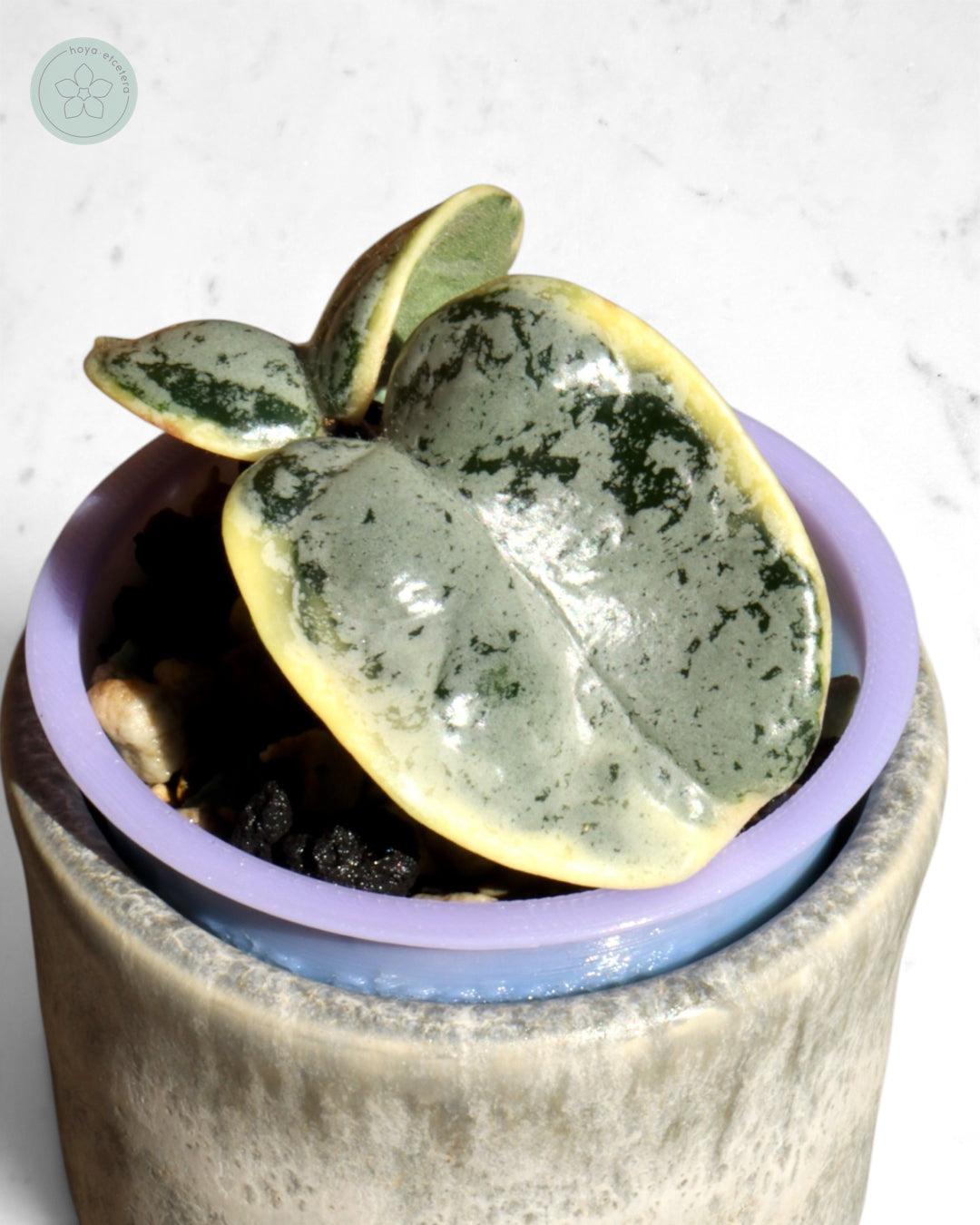 Hoya compacta 'Oblak'