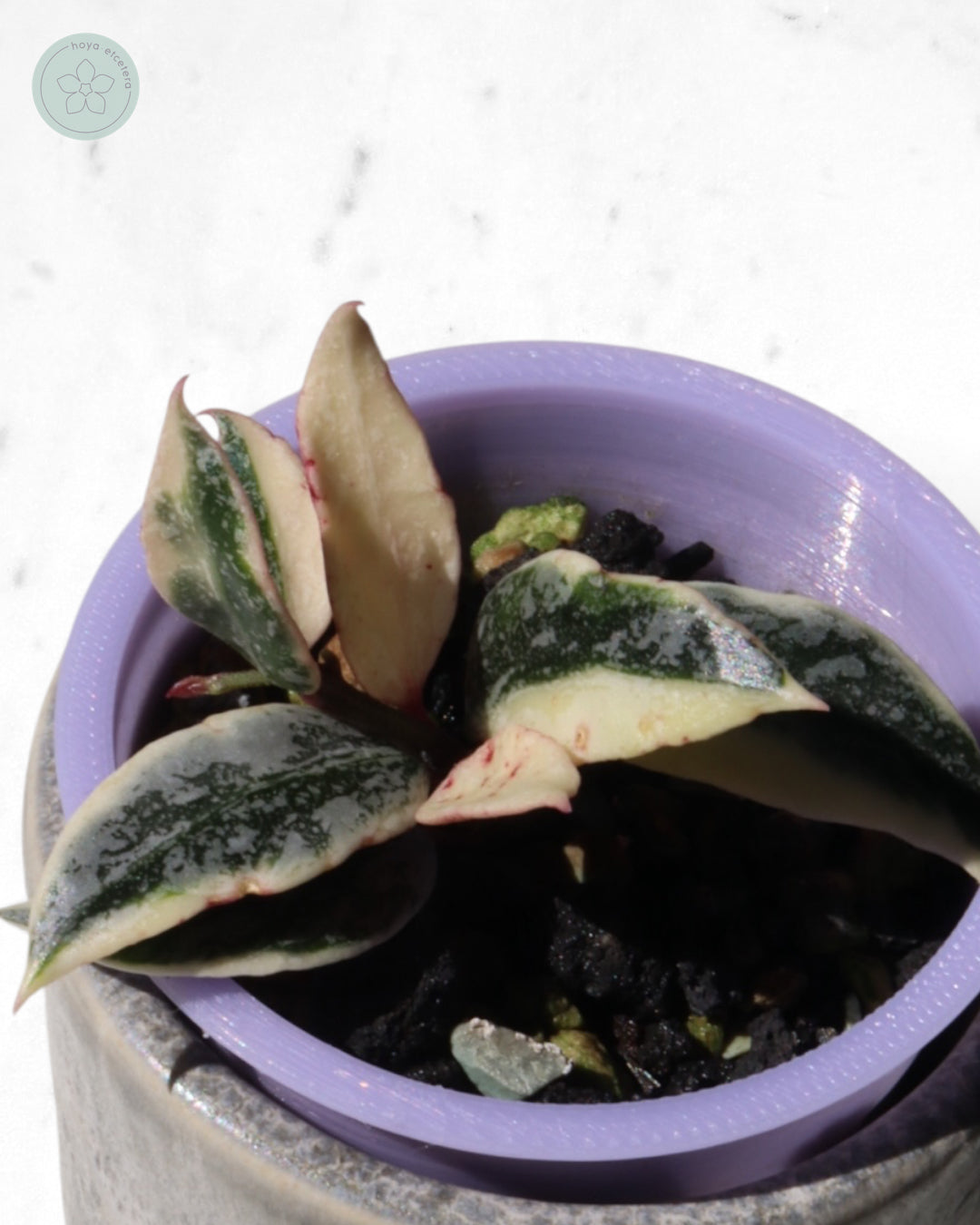 Hoya lacunosa 'Lumina'
