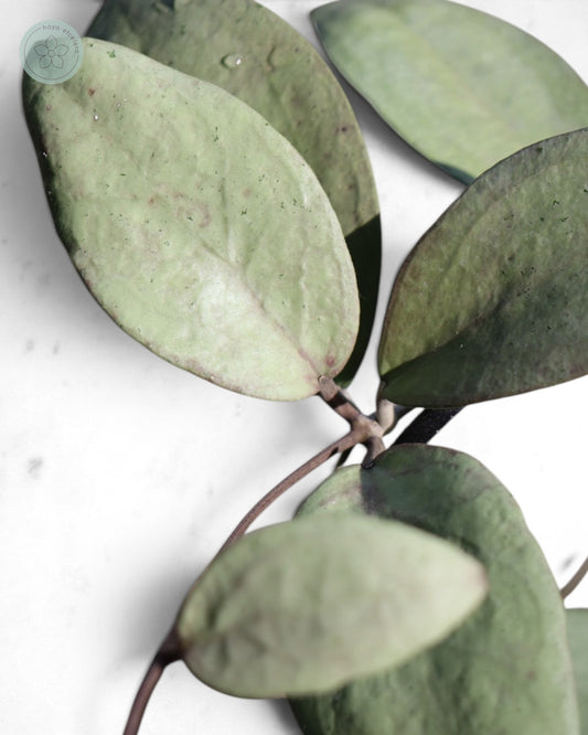 Hoya sp. Menak Sopal (silver)