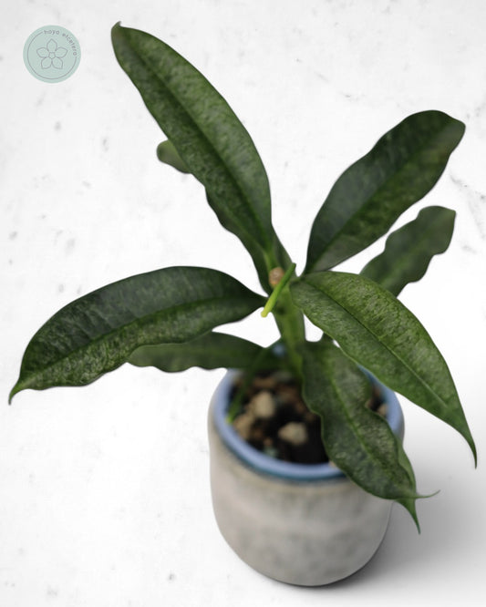 Hoya irisae (silver)