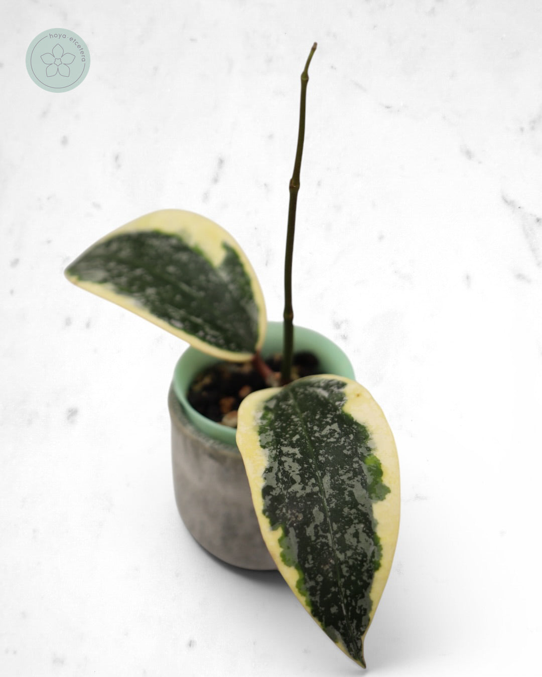 Hoya sp. Rangsan (albo splash)