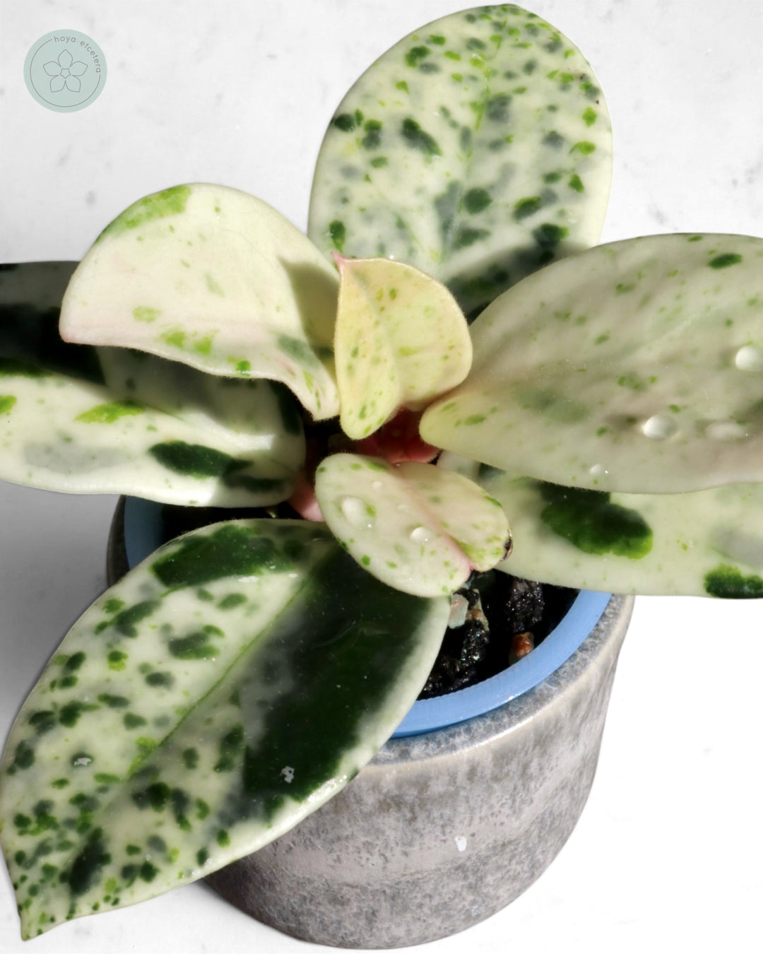 Hoya carnosa 'Madara' (Snow Angel)