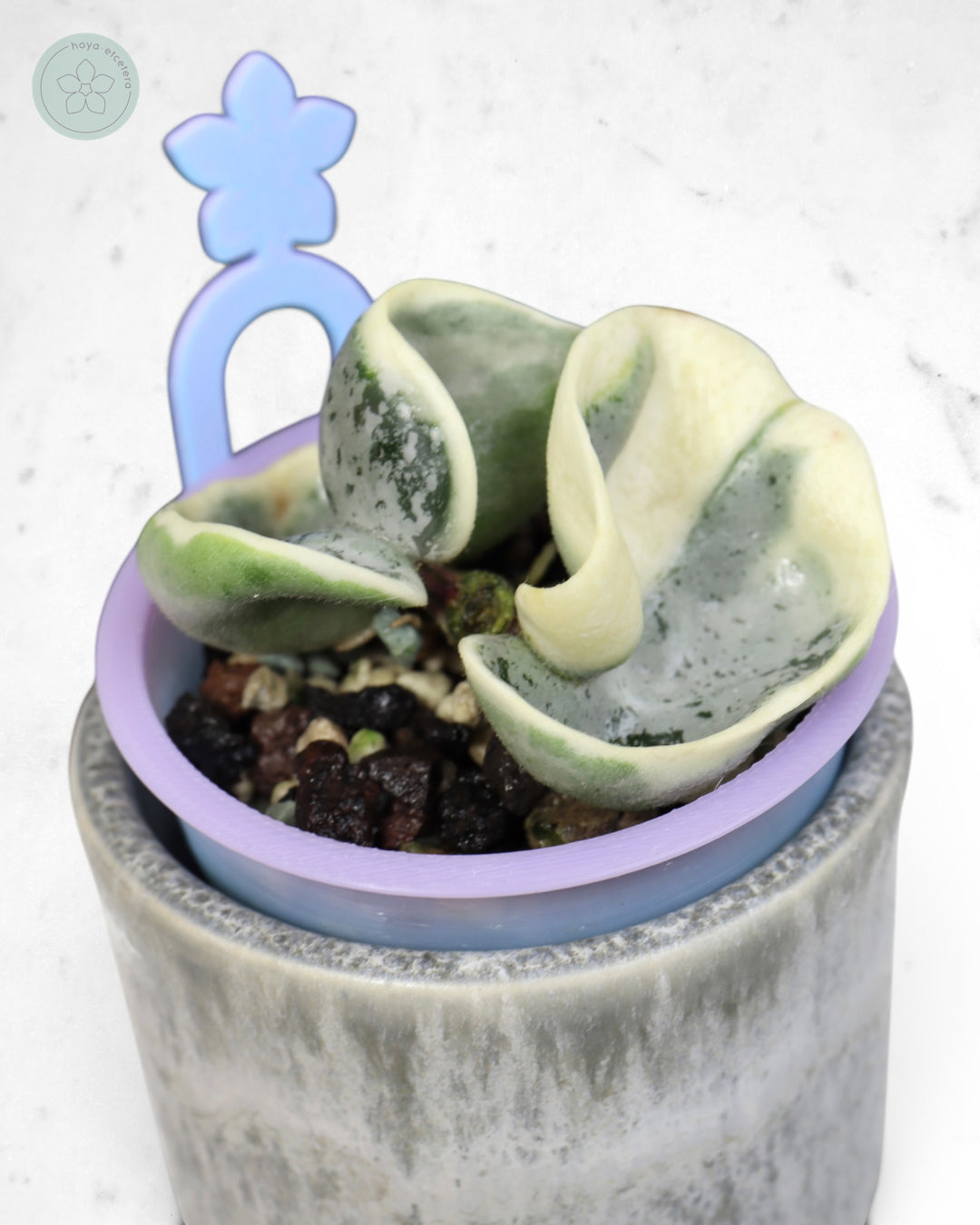 Hoya compacta 'Oblak'